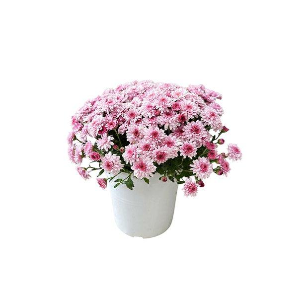 Chrysantemum Pot 17cm